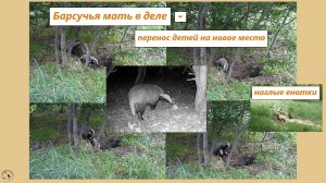 Решительная барсучиха и её дети: два переезда за несколько дней. Две наглые енотки 03-05.05.25