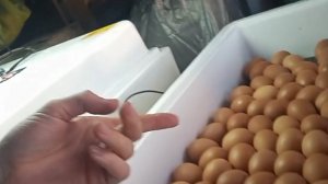 Инкубирование яйц в инкубаторе Несушка