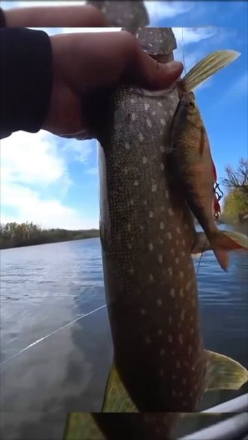 1000060163.mp4 смотреть онлайн