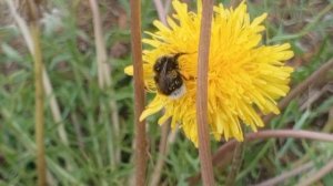 пчела труженица