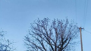 Скворцы VID_20260128_160625