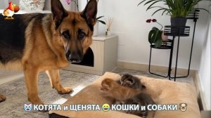 Котята и щенята 🐈🐶 Кошки и собаки 🤗 Милое видео про животных (74)