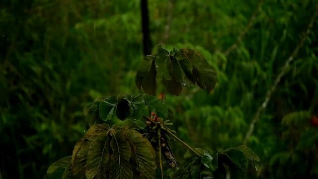 Дождь, успокаивающий дождь в лесу для сна , медитации и отдыха смотреть онлайн