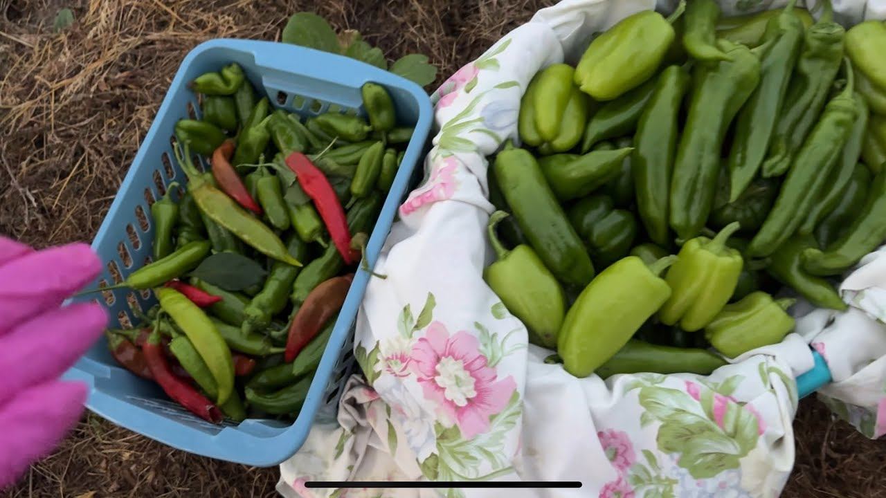 12.09.25 проверка огорода, перцы собрала смотреть онлайн