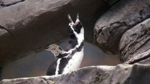 Песнь одинокого пингвина: Все подружки по парам, а я остался один!