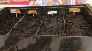 Супруг посадил ‼️РАССАДУ ПЕРЦЕВ‼️ 29 января 2026 года