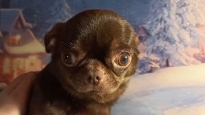 #чихуахуа_кобби_тип Зигурт #цена 60 тр #купить_чихуахуа_продаю +79215950848