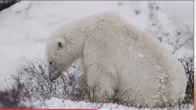 Беременная медведица пришла за помощью к людям смотреть онлайн