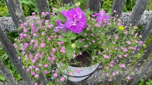 Миксы ЦВЕТОВ в кашпо и на клумбах. 25.05.23