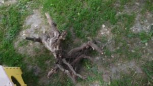 Виноград, прививки или корне собственные саженцы