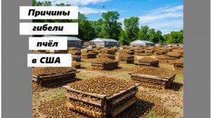 Причины массовой гибели пчёл в США