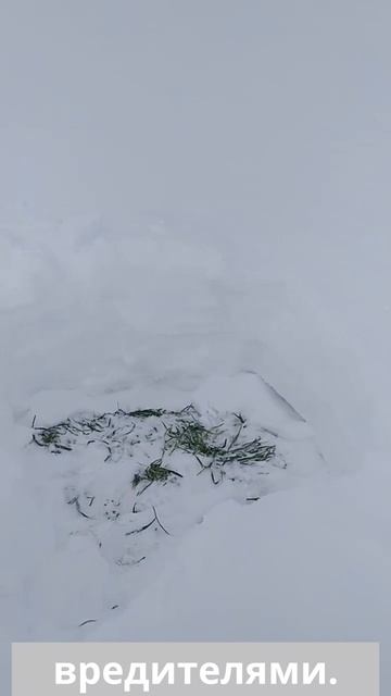 Отбор монолитов озимой ржи в Кировской области в январе 2026 года смотреть онлайн