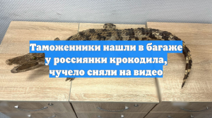 Таможенники нашли в багаже у россиянки крокодила, чучело сняли на видео