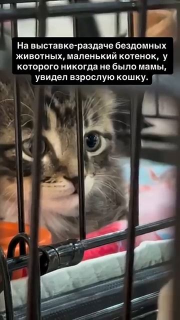 Котенок, у которого не было мамы увидел взрослую кошку 😿 смотреть онлайн