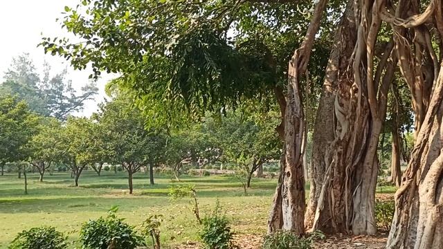 Баньяны в парке! смотреть онлайн