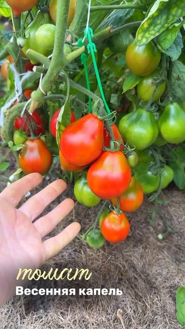 весеняя капель смотреть онлайн