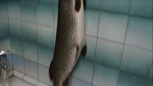 ВСТРЕТИЛ ЩУЧКУ Я В УРАЛЕ