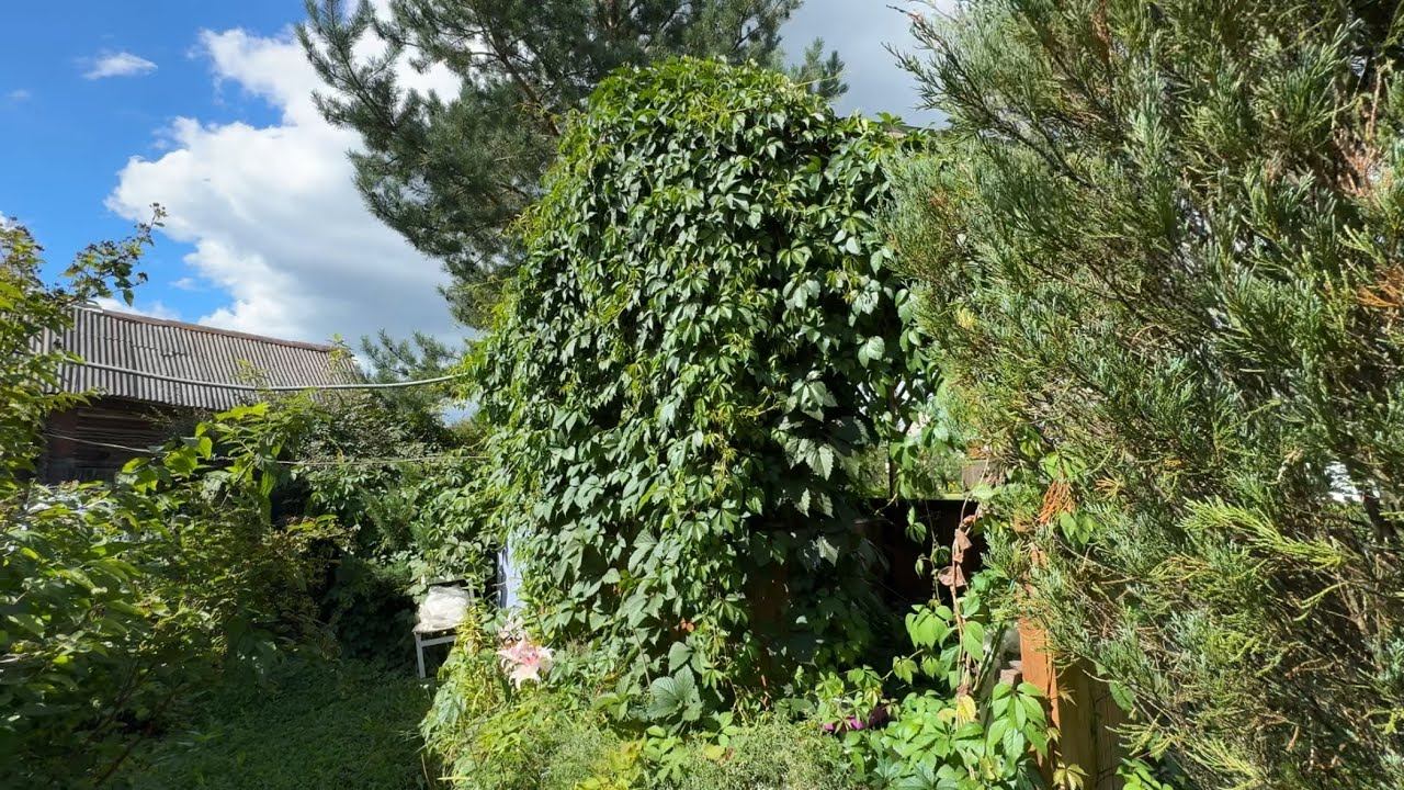 17.08.25 огородный отпуск ч.1 дыня лопнула, виноград обстригала два дня смотреть онлайн