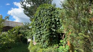 17.08.25 огородный отпуск ч.1 дыня лопнула, виноград обстригала два дня