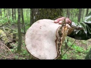 Грибы есть?! 5 июля 2021 г. Прогулка по дремучему лесу)