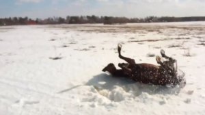 Снежные ванны бодрят и веселят