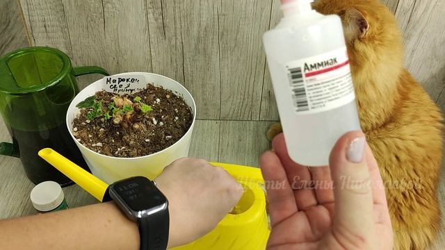 НАЛЕЙ В ГЕРАНЬ ПОСЛЕ ЗИМЫ чтобы ГЕРАНЬ ПРОСНУЛАСЬ и ВМИГ НАРАСТИЛА ПЫШНЫЙ КУСТИК смотреть онлайн