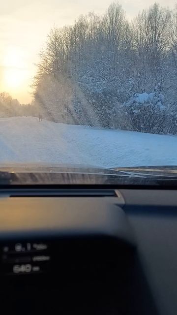 Опять лоси на дороге