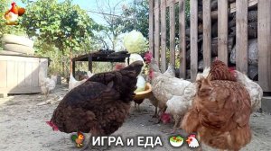 Кормление кур овощами и фруктами для зарядки и от скуки 🥗🐓🤗  (51)