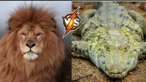 ЛЕВ ПРОТИВ АЛЛИГАТОРА 🐊 смотреть онлайн