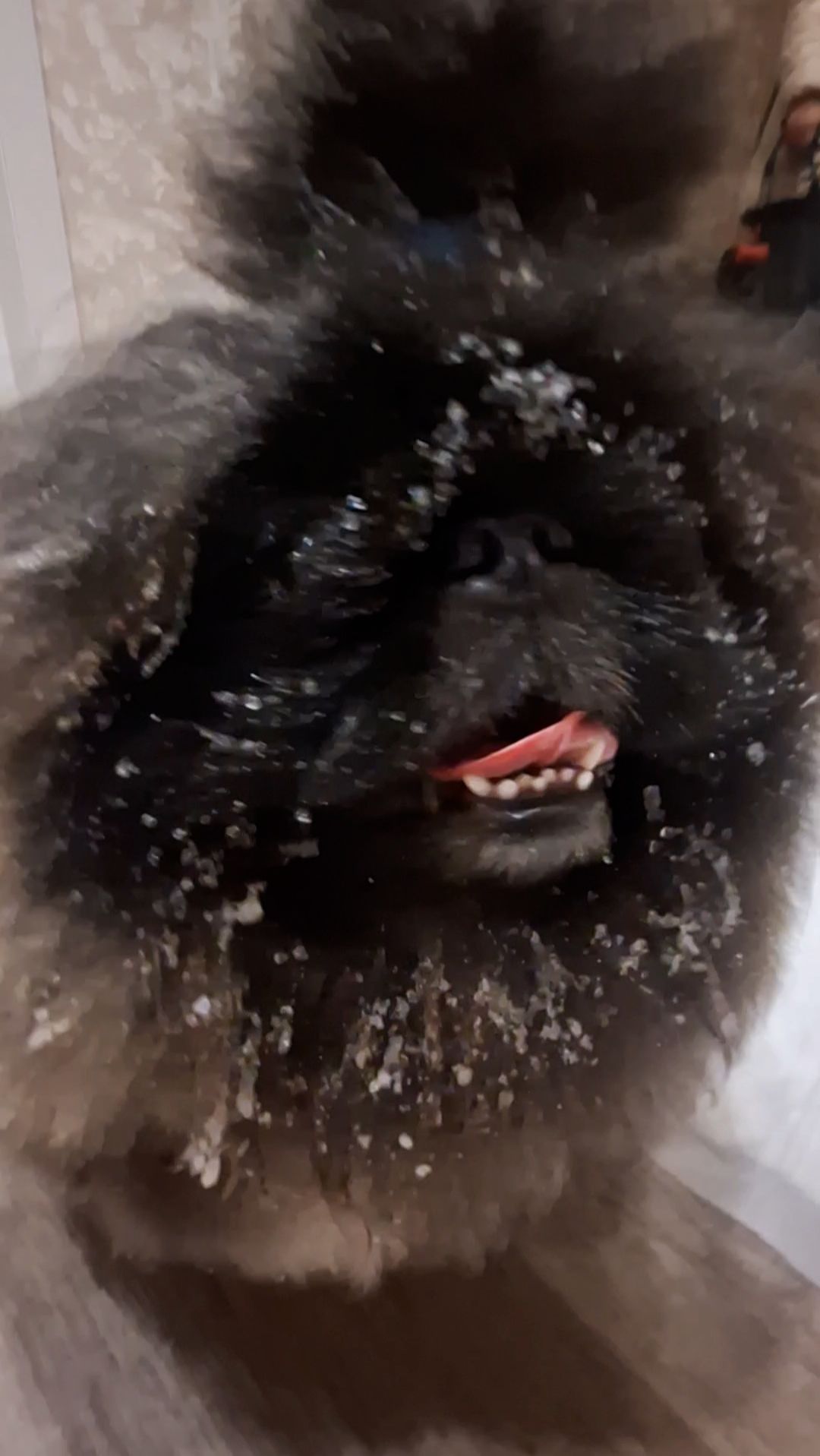 Пекинес Дендик пришел в снегу