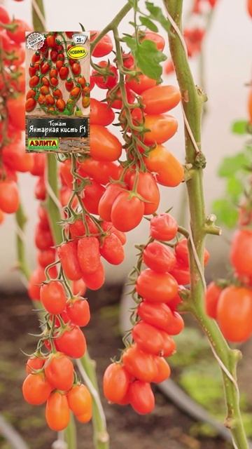 Коктейльные и черри томаты! 🍅 смотреть онлайн