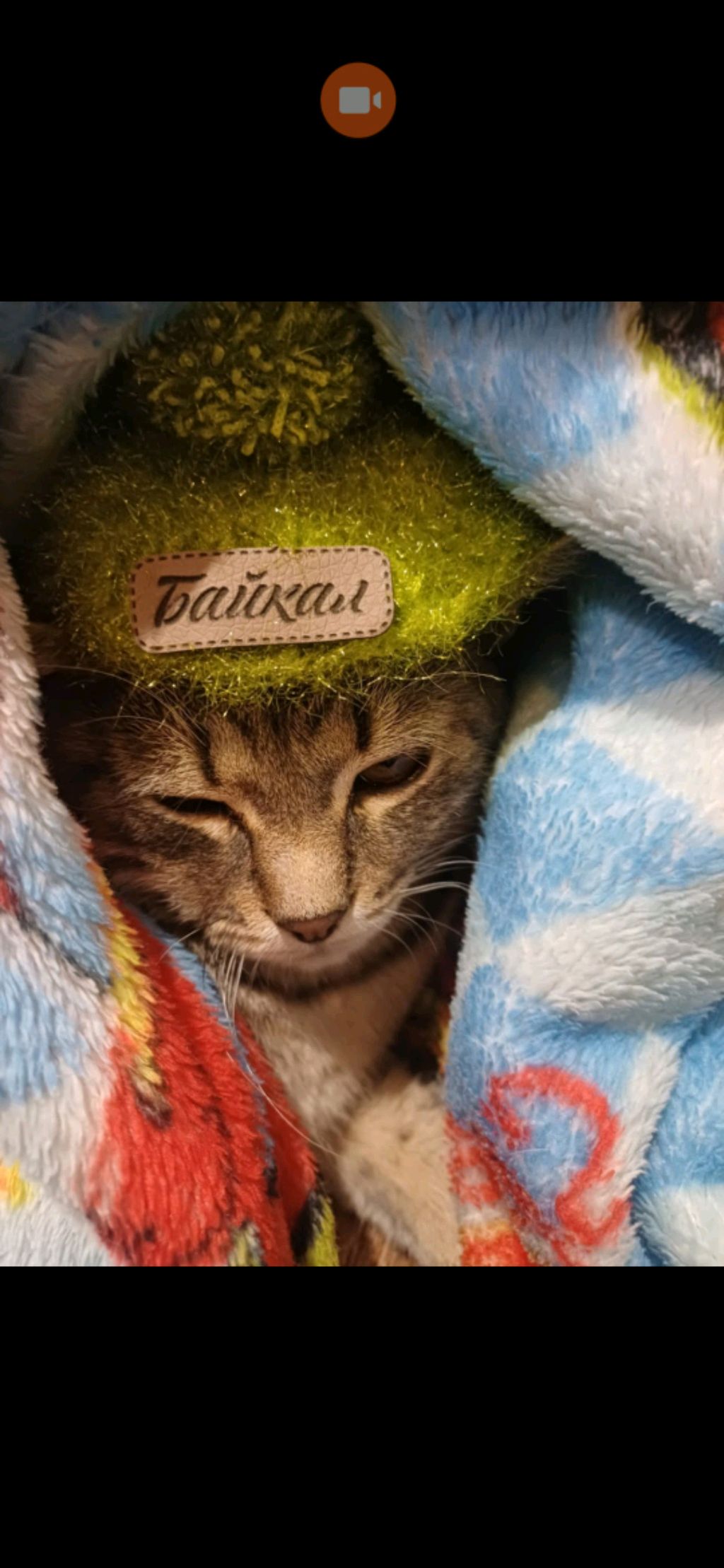 котики котики смотреть онлайн