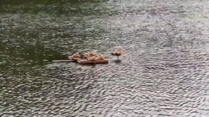 Утки на маленьком плоту