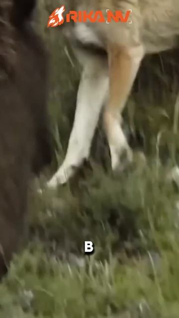 RikaNV познавательный: Пуленепробиваемы кабан - как такое возможно? смотреть онлайн