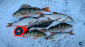 РЫБАЛКА НА МАЛЕНЬКОЙ РЕЧКЕ! ПРОСТАЯ, НО ОЧЕНЬ УЛОВИСТАЯ МОРМЫШКА! 🐟