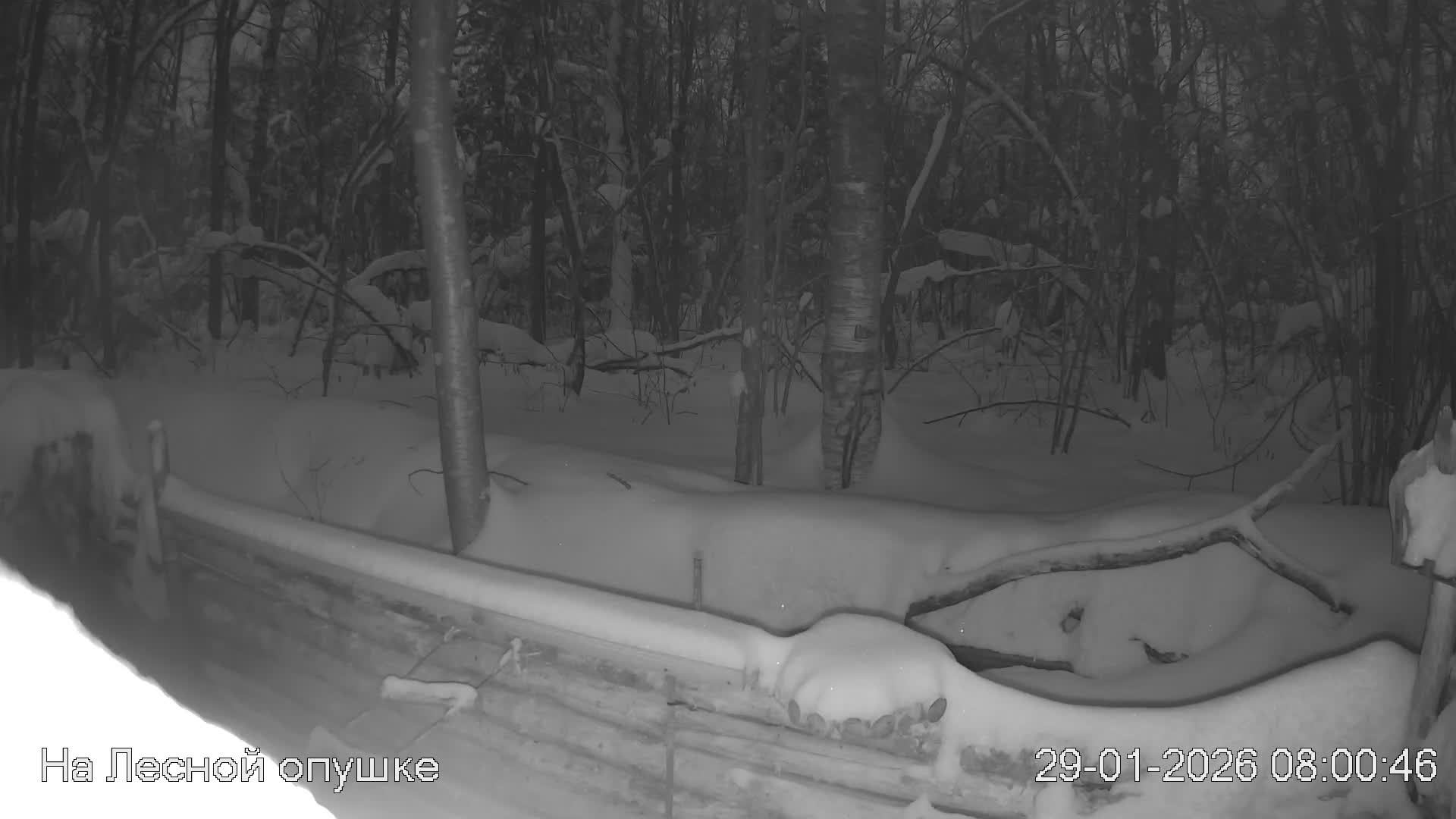 LIVE: На лесной опушке. Природа онлайн смотреть онлайн