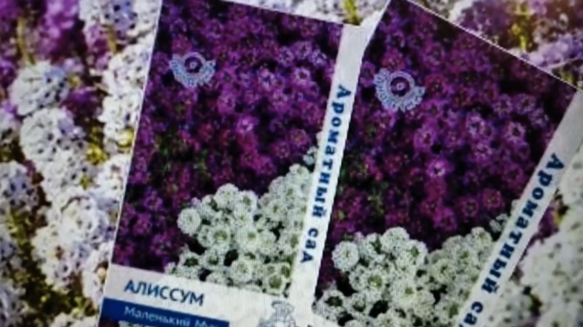 Посадка семян Алиссума на рассаду, и быстрые его всходы (на следующий день). смотреть онлайн