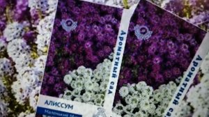 Посадка семян Алиссума на рассаду, и быстрые его всходы (на следующий день).