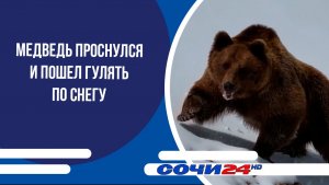 Медведь проснулся и пошел гулять по снегу