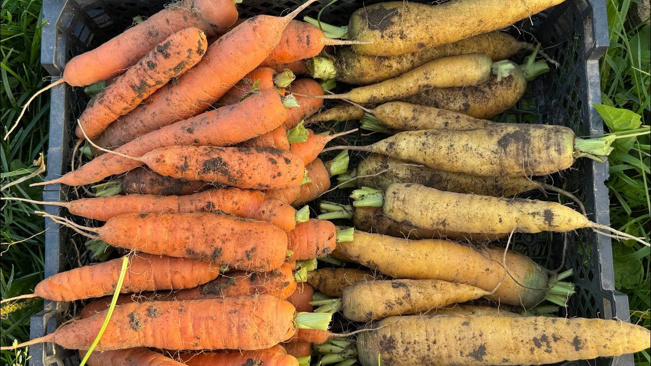 06.09.25 Морковка поспела, и маленькая, и большая смотреть онлайн