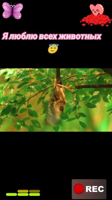 Я люблю всех животных😇 смотреть онлайн