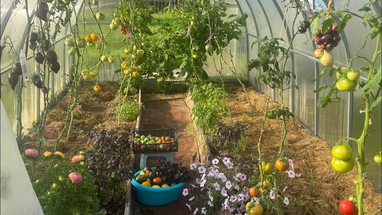 29-30.08.25 огородный отпуск: посадили яблони и клубнику в теплицу! смотреть онлайн