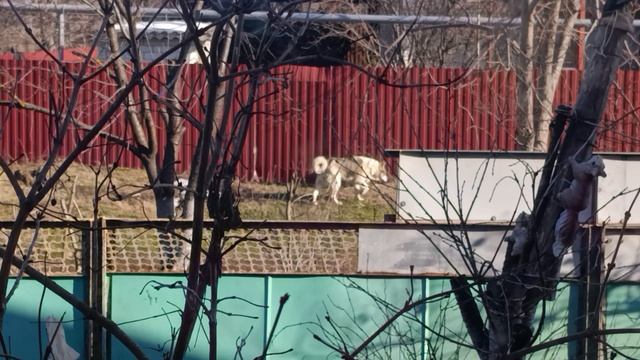 Цветочки и Герда смотреть онлайн