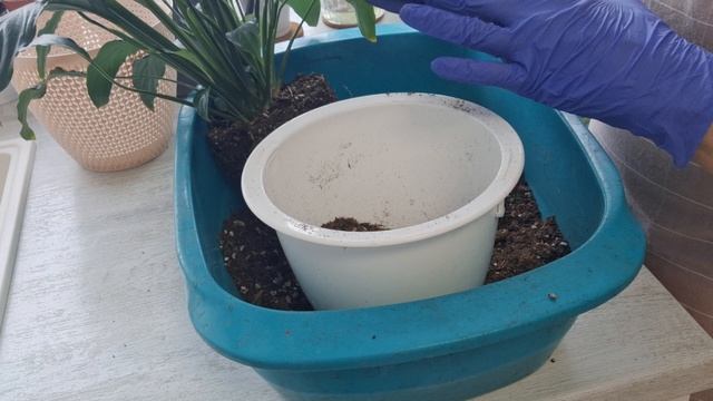 пересаживаю спатифиллум