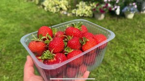 12-13.07.25 огородное безделье в ЖАРУ  сделано мало.