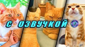 🔥 Угарные Коты! - С ОЗВУЧКОЙ! СМЕШНЫЕ ЖИВОТНЫЕ! Самые смешные Собаки! Попробуй не засмеяться! 2026