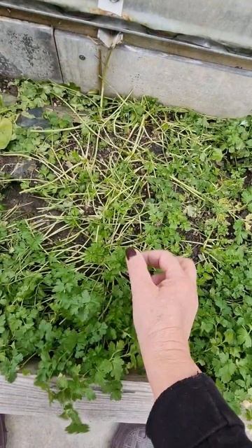 Свёкла,морковь и петрушка на грядке в ЯНВАРЕ смотреть онлайн