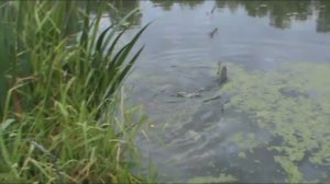 Колебалка 7,5гр.Жесть №3