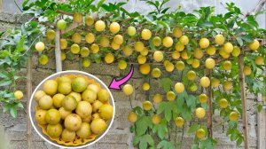 Я подкармливаю его таким образом, и дерево маракуйи плодоносит все четыре времени года