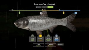 Русская Рыбалка 4-Новогодние Экстра Задания 2026: Толстолобик пестрый р. Сура